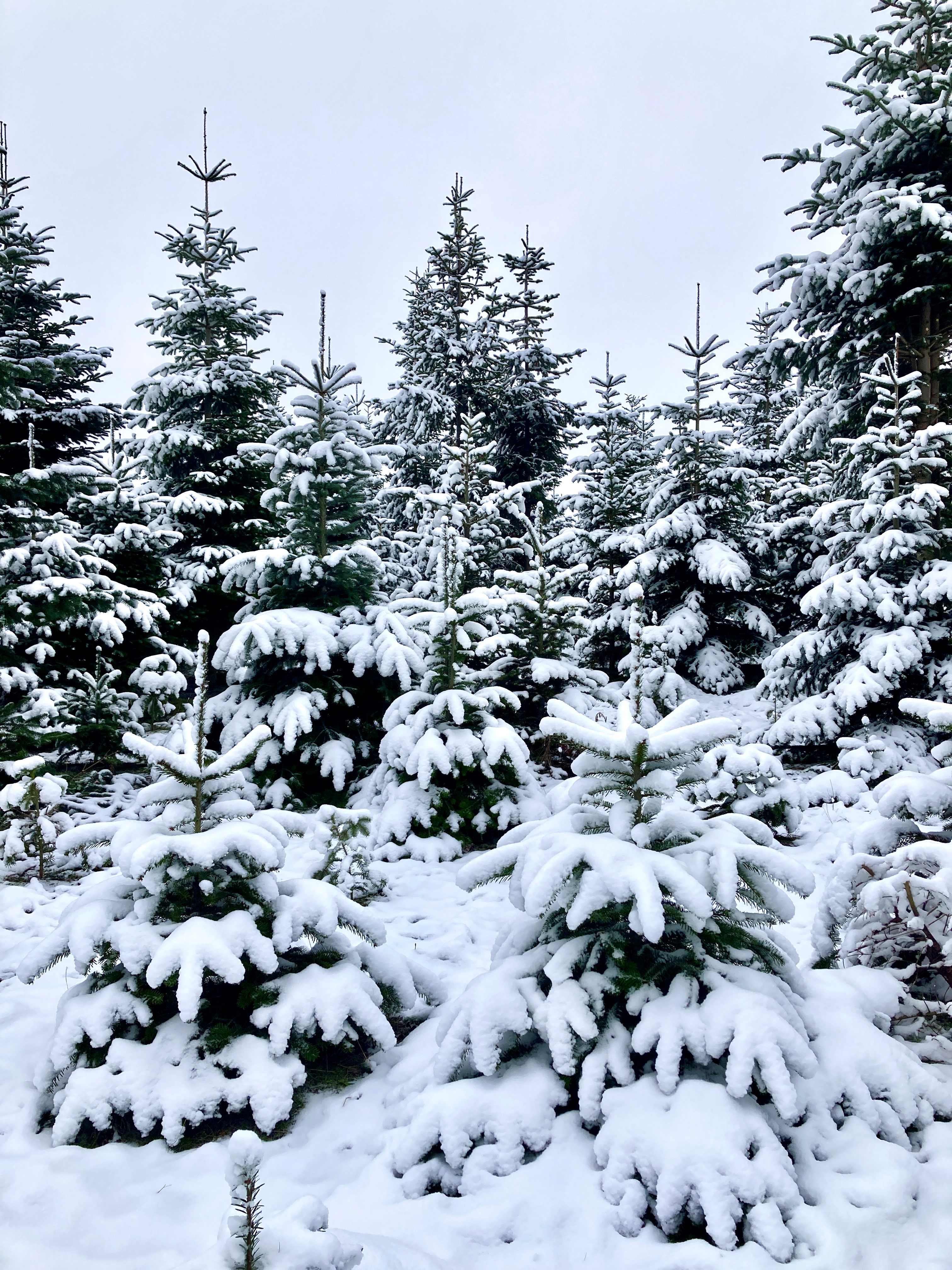 Tannenbäume im Schnee