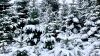 Tannenbäume im Schnee